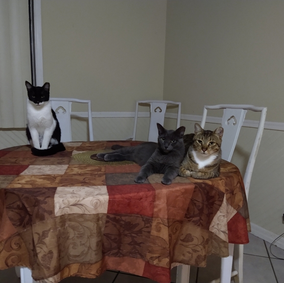 Meet your Posher, Denise - Picture 3 of 3